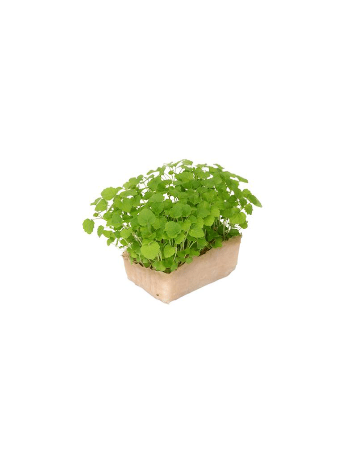 Cress Atsina 1 bakje Artikel nr.: 635200