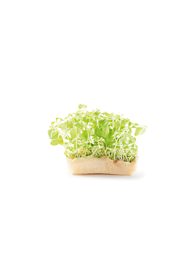 Honing cress 1 bakje Artikel nr.: 127645